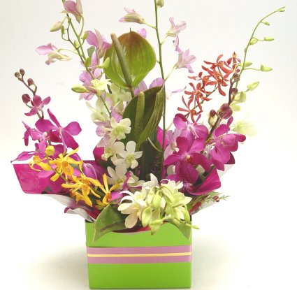 Send orchids to India Florists India Floral Blooms Gifts Roses Blossoms 