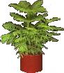 Real Christmas Tree