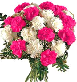 Pink White Carnations