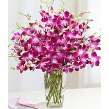 Purple Orchids